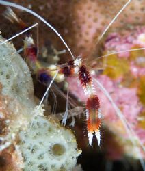 Banded boxer shrimp. "Come on - just a little closer".
N... by Larissa Roorda 